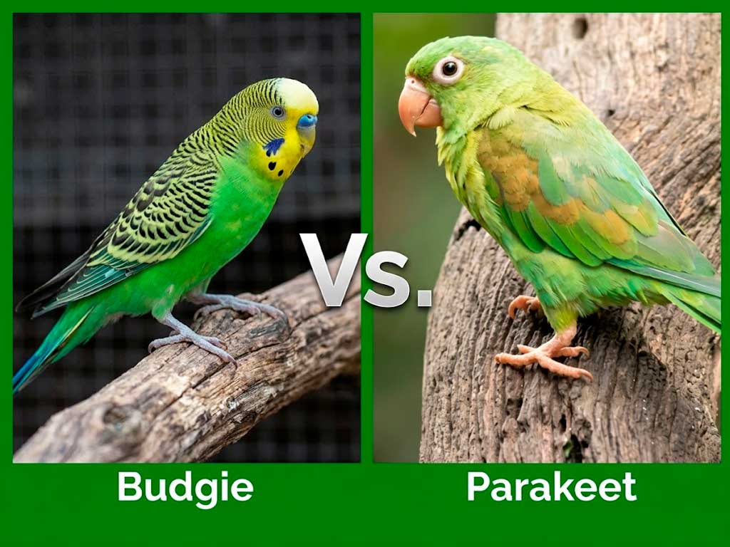 Budgie vs. Parakeet: Are They the Same Bird?