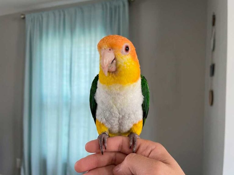 Caique Parrot Care Guide: What to Know Before You Get One