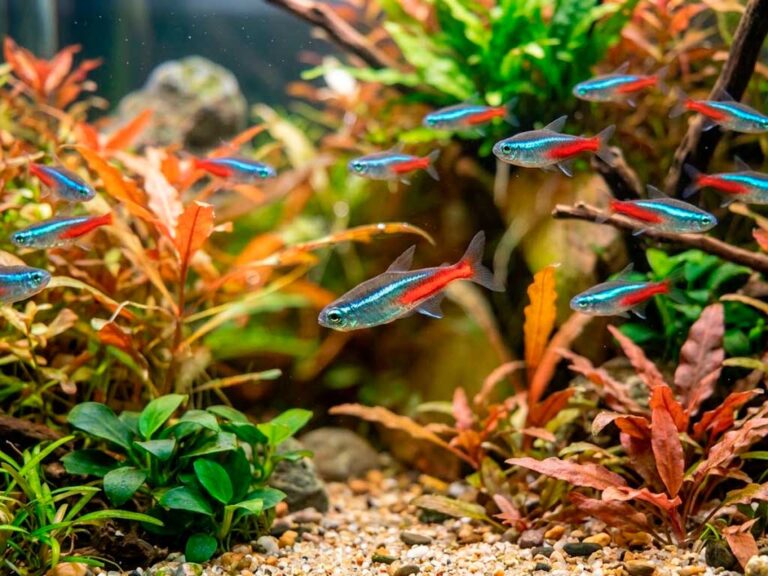 Cardinal Tetra (Paracheirodon Axelrodi): Care Guide & Neon Tetra Differences