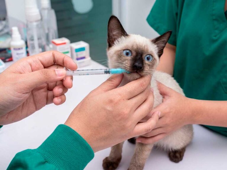 Cat Deworming Guide: Types, Schedule & Best Dewormers Compared