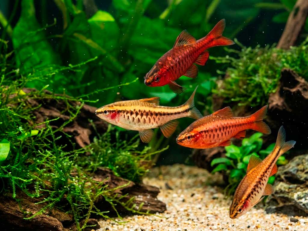 Cherry Barb (Puntius Titteya)