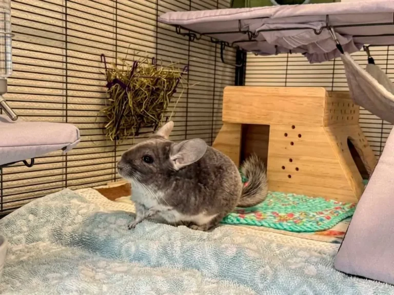Chinchilla Care Guide: What Nobody Tells You Before You Buy One