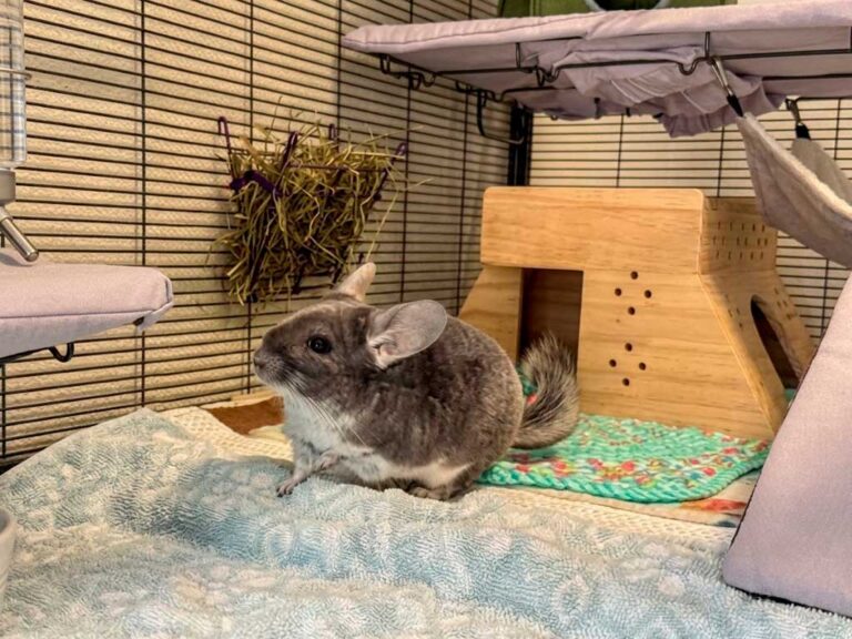Chinchilla Care Guide: What Nobody Tells You Before You Buy One