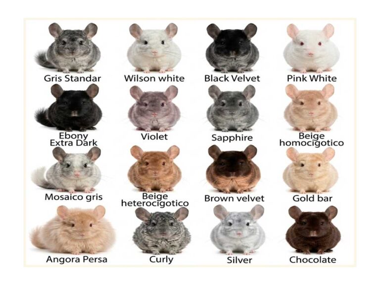 Chinchilla Colors: A Complete Guide to Every Mutation