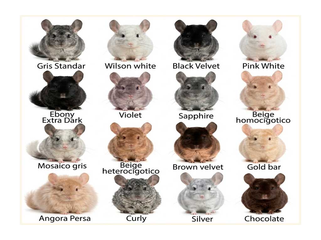 Chinchilla Colors: A Complete Guide to Every Mutation
