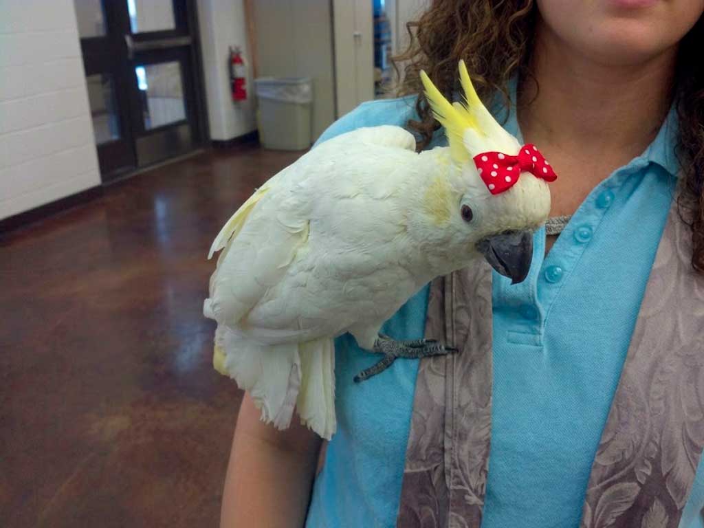 Cockatoo Care Guide: What to Know Before You Bring One Home