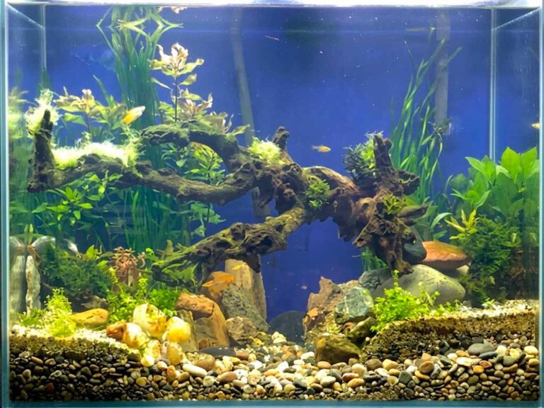 Common Aquarium Problems: Causes, Fixes and Seachem Solutions