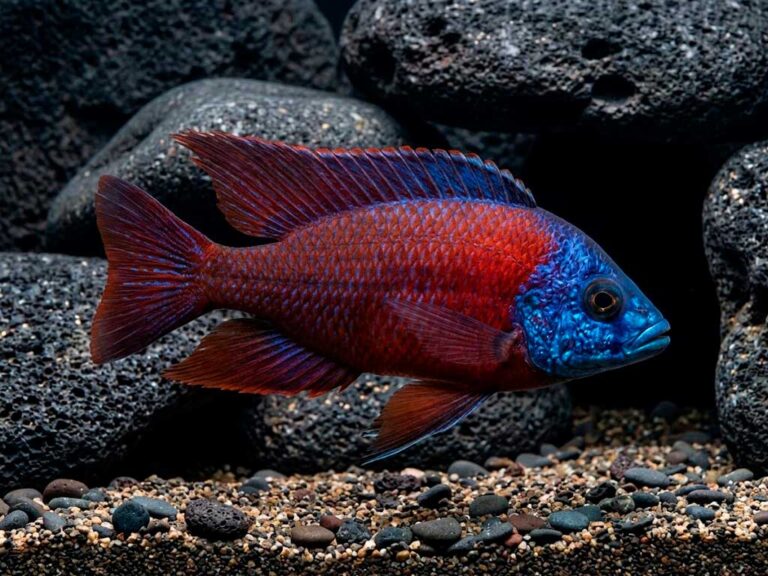 Copadichromis Borleyi