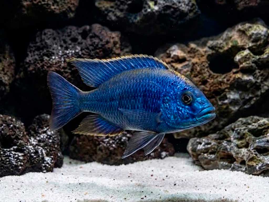 Copadichromis chrysonotus
