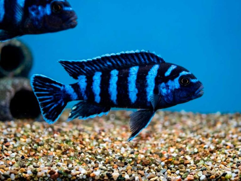 Demasoni Cichlid (Chindongo Demasoni)