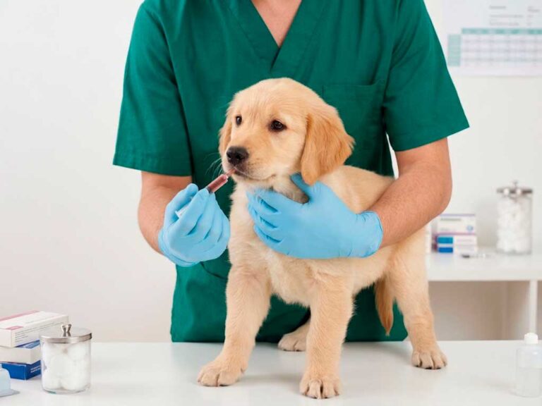 Dog Deworming Guide: Types, Schedule & Best Dewormers Compared