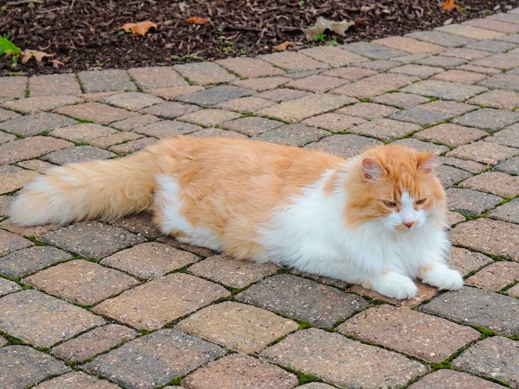 Domestic Longhair Cat