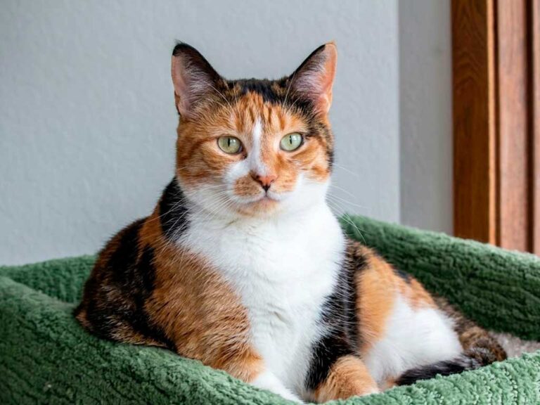 Domestic Shorthair Cat: Why It's Not Actually a Breed