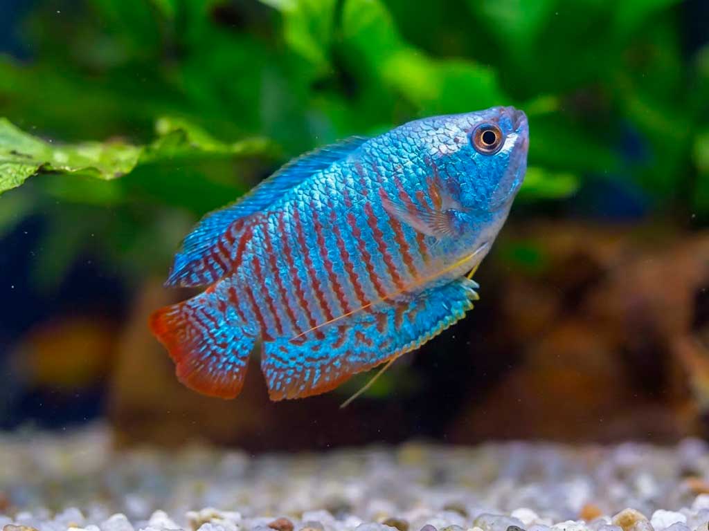 Dwarf Gourami (Trichogaster Lalius)
