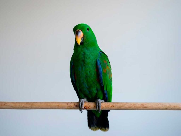 Eclectus Parrot Care Guide: What to Know Before You Get One