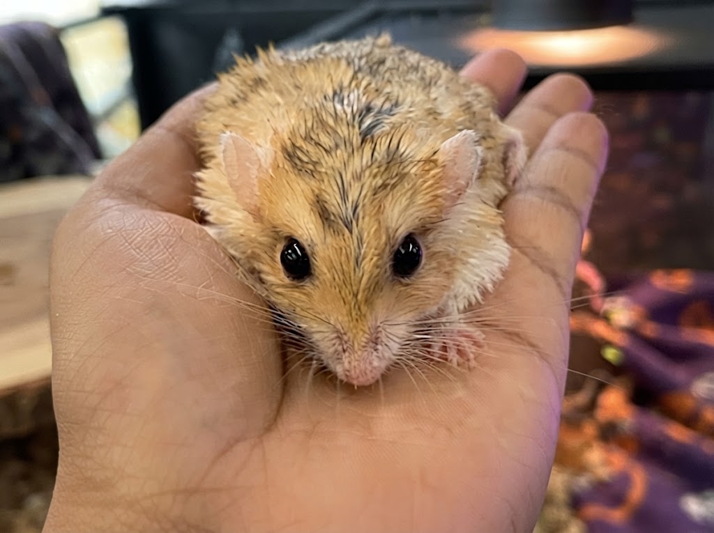Fat-Tail Gerbil (Duprasi) Care Guide: A Different Kind of Gerbil