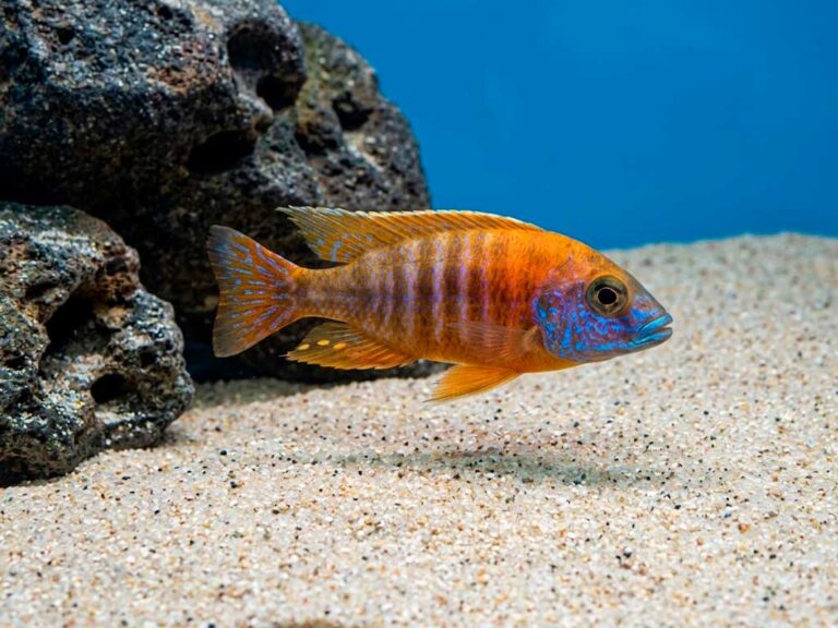 Flavescent Peacock Aulonocara Stuartgranti