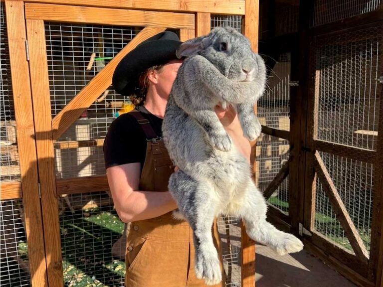 Flemish Giant Rabbit Care: What Their Size Actually Requires