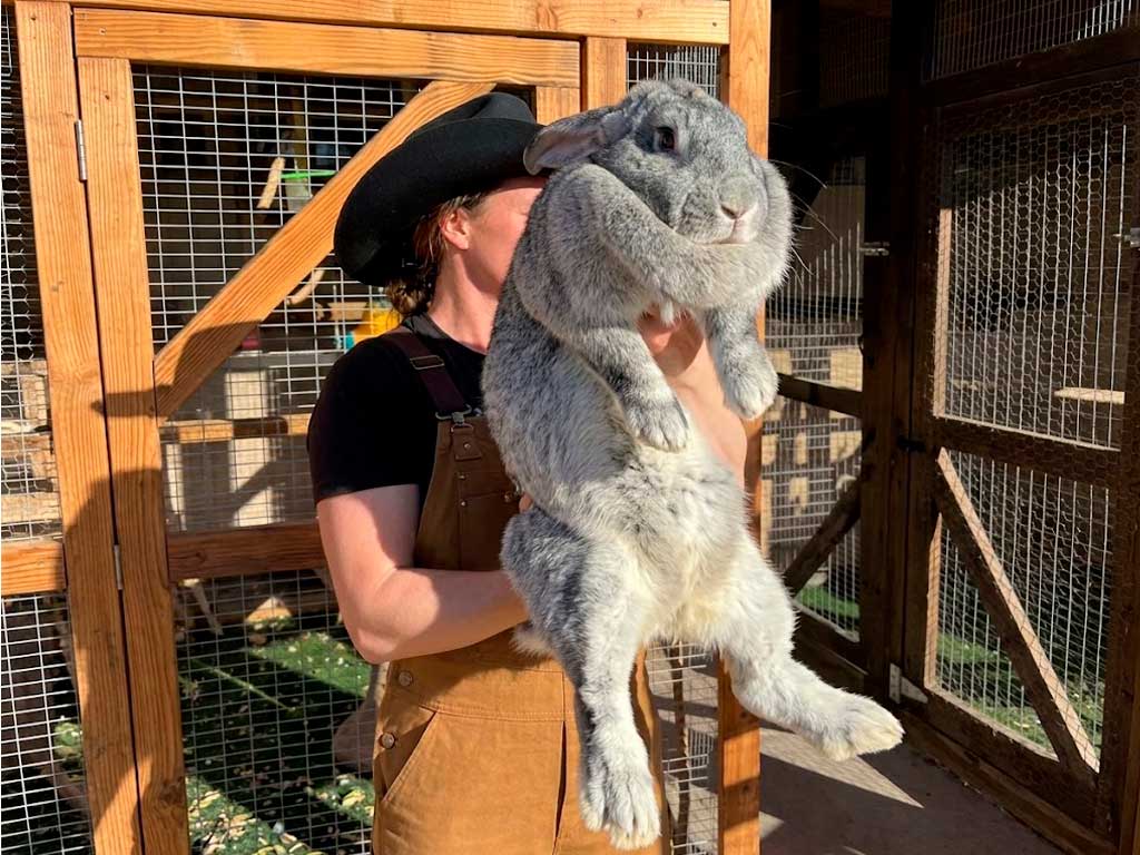 Flemish Giant Rabbit Care: What Their Size Actually Requires