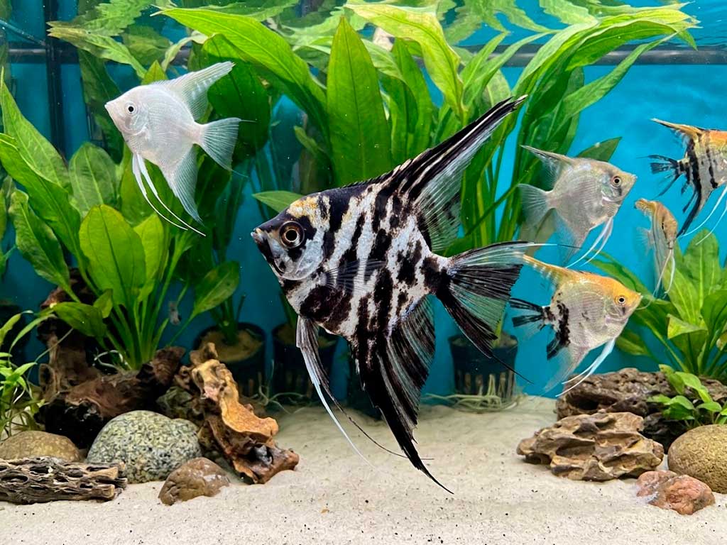 Freshwater Angelfish (Pterophyllum Scalare)