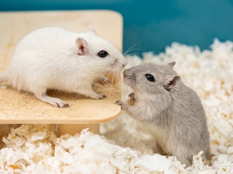 Gerbils care