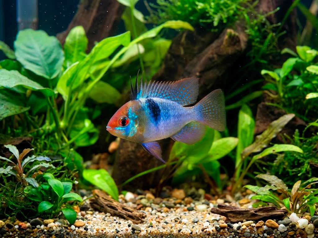German Blue Ram (Mikrogeophagus Ramirezi)