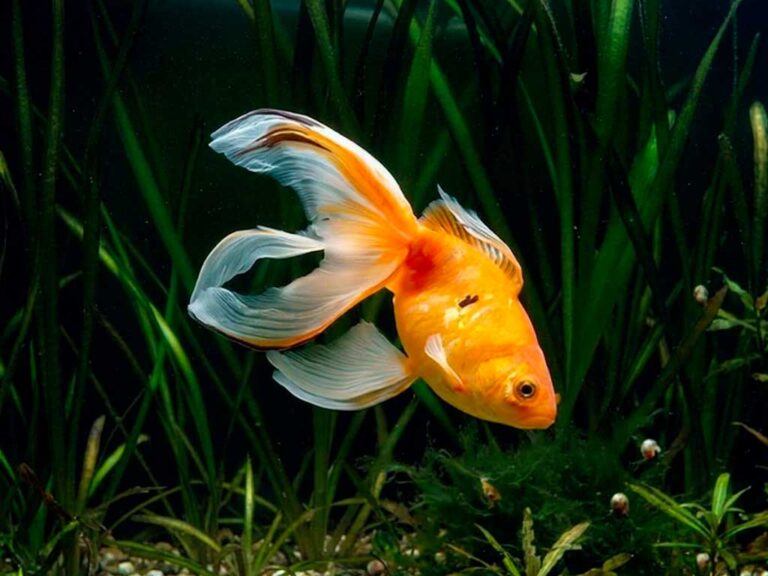 Goldfish Carassius Auratus The Complete Care Guide