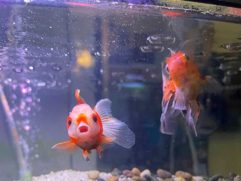 Goldfish Health Problems: Swim Bladder, Fin Rot, Bloating & More