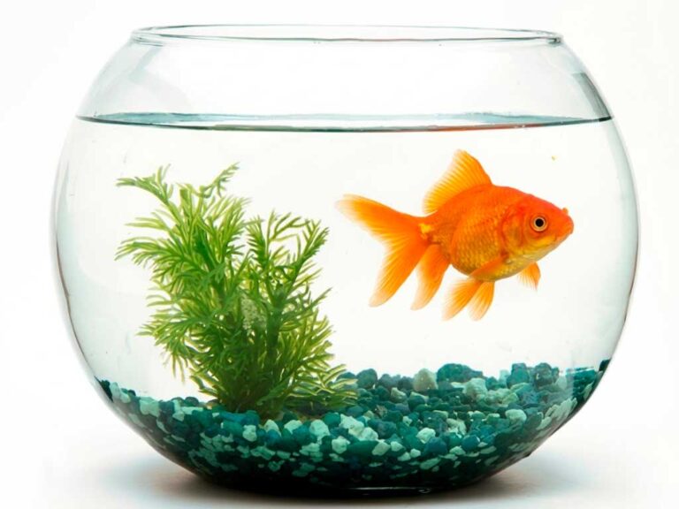 Goldfish Size & Lifespan Myths: What’s True and What Isn’t