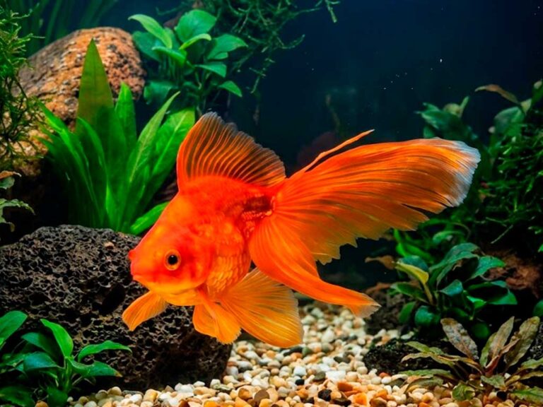 Goldfish Tank & Pond Setup: Equipment, Substrate, and Planting Guide
