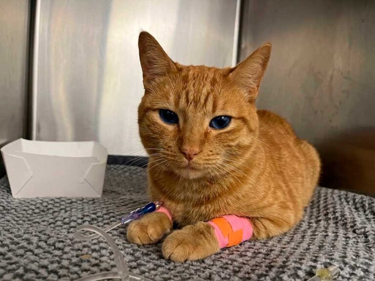 Hepatic Lipidosis in Cats: What Fatty Liver Disease Really Means