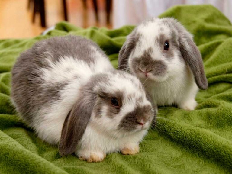 Holland Lop Care: Why Those Floppy Ears Need Extra Attention