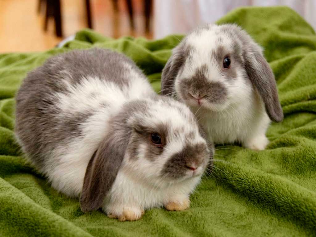 Holland Lop Care: Why Those Floppy Ears Need Extra Attention