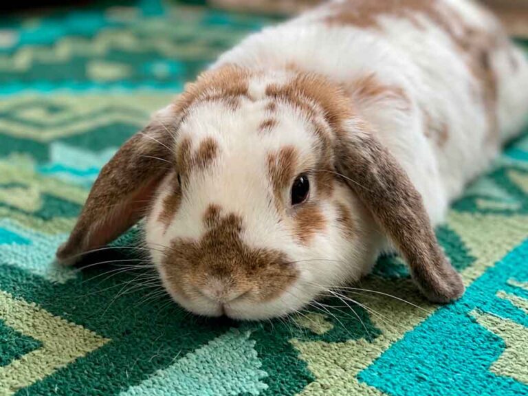 How to Take Care of a Rabbit