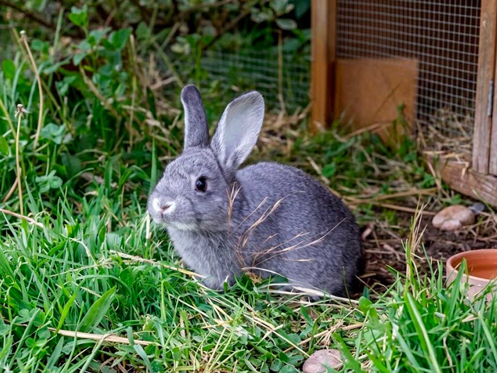 How to Take Care of a Rabbit: Complete Pet Rabbit Care Guide