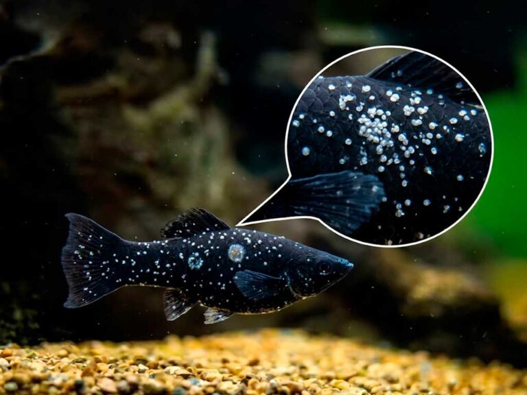 Ich for Fish (and 5 Other Common Diseases): Symptoms and Treatments