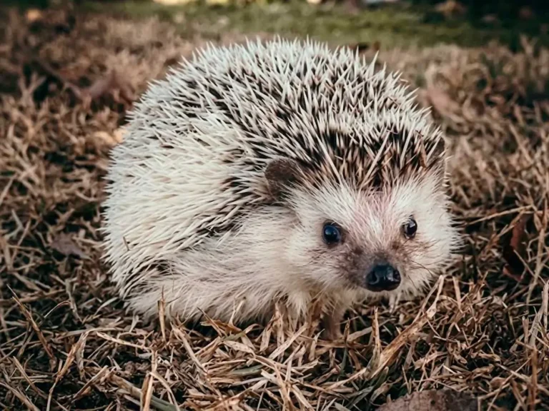 Is It Legal to Own a Pet Hedgehog? State & Country Guide