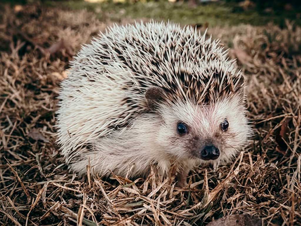 Is It Legal to Own a Pet Hedgehog? State & Country Guide