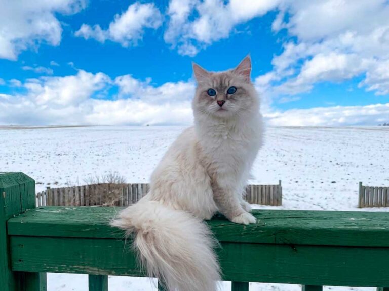 Is the Siberian Cat Really Hypoallergenic? The Real Answer