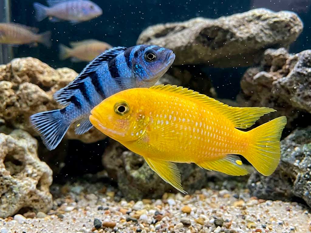 Kenyi Cichlid (Maylandia Lombardoi)