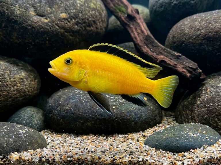 Labidochromis Caeruleus