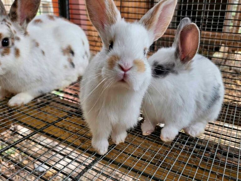 Lionhead & Mini Rex Care