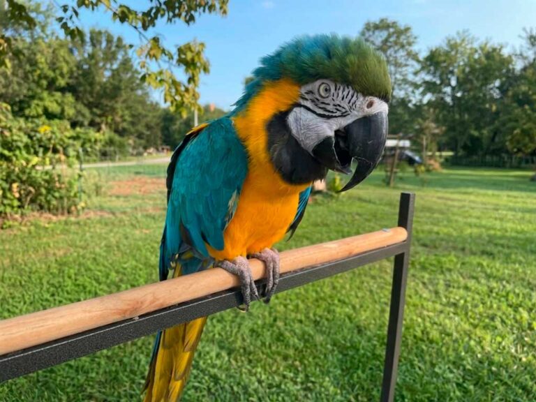 Macaw Care Guide: Everything to Know Before You Get One