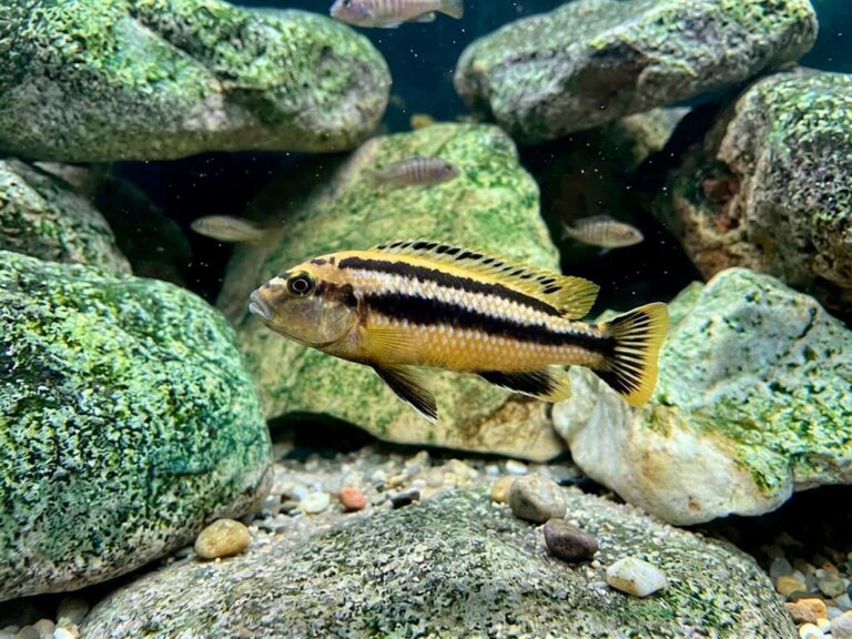 Melanochromis Auratus