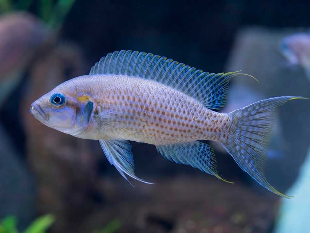 Neolamprologus Brichardi