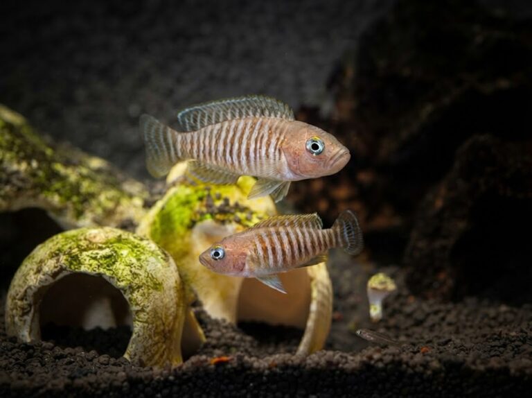 Neolamprologus Multifasciatus