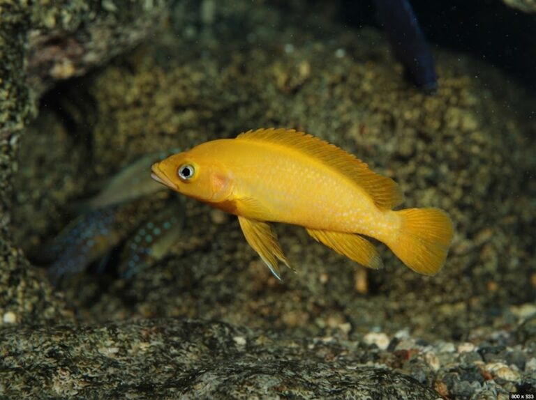 Neolamprologus leleupi