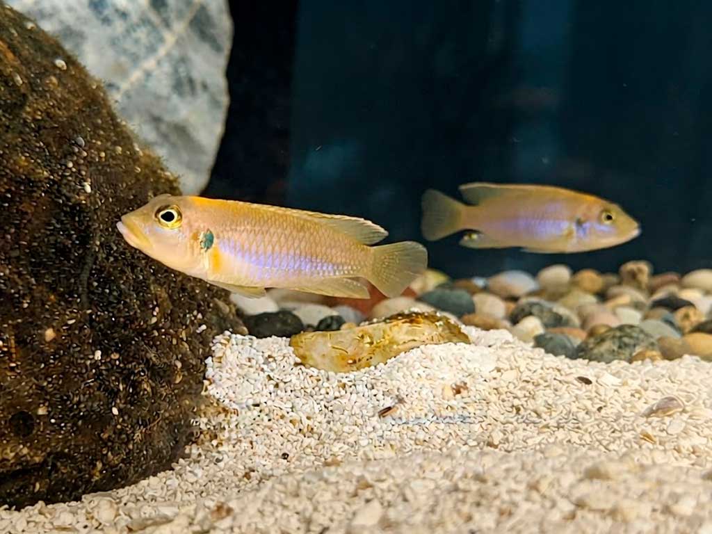 Neolamprologus ocellatus