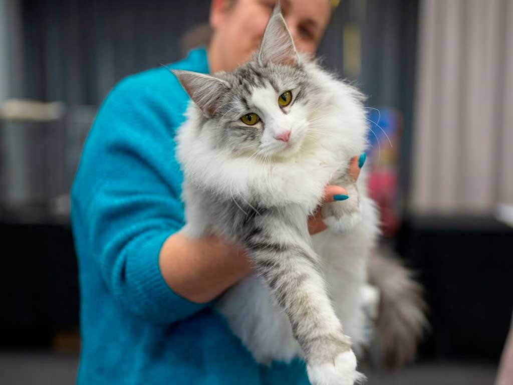 Norwegian Forest Cat: Norway's Mythical 'Wegie' Explained
