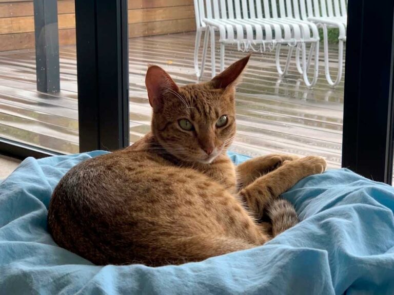 Ocicat: The Wild-Looking Cat With Zero Wild Blood